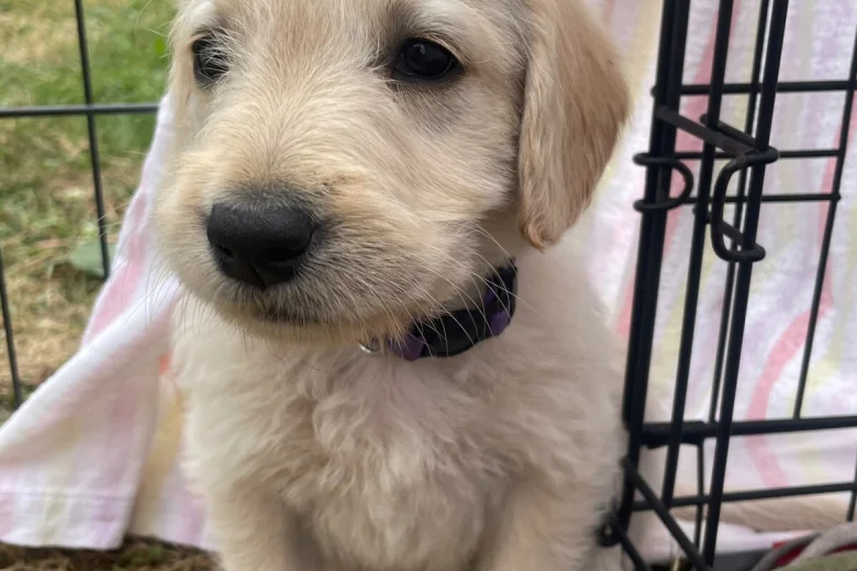 Labradoodle