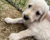 Labradoodle