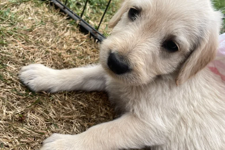 Labradoodle