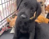 Labradoodle