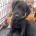 Labradoodle