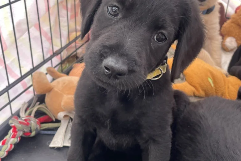 Labradoodle
