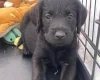 Labradoodle