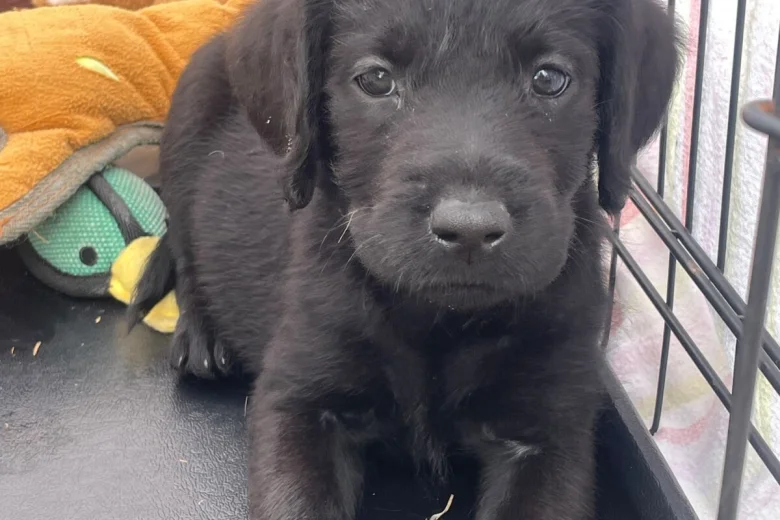 Labradoodle