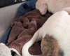 American Bulldog
