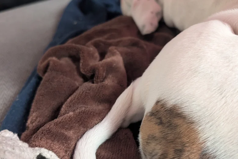 American Bulldog