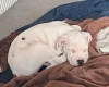 American Bulldog