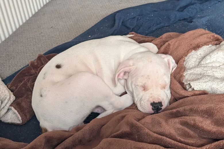 American Bulldog