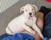 American Bulldog