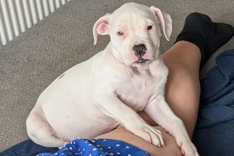 American Bulldog