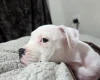 American Bulldog