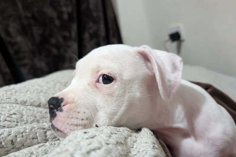 American Bulldog