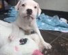 American Bulldog