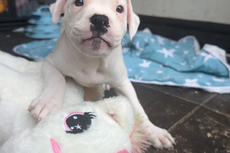American Bulldog