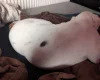 American Bulldog