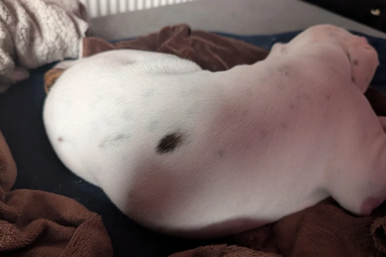 American Bulldog