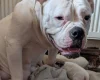 American Bulldog