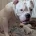 American Bulldog