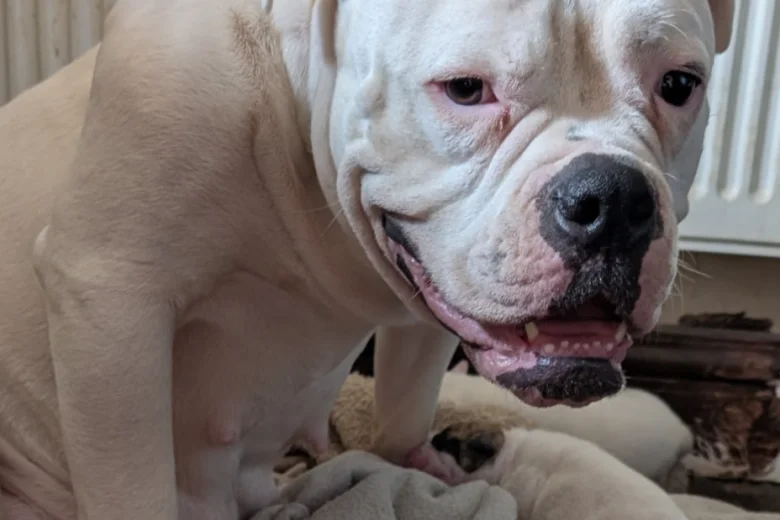 American Bulldog