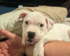 American Bulldog