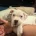 American Bulldog