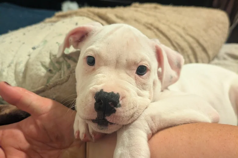 American Bulldog