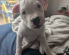 American Bulldog