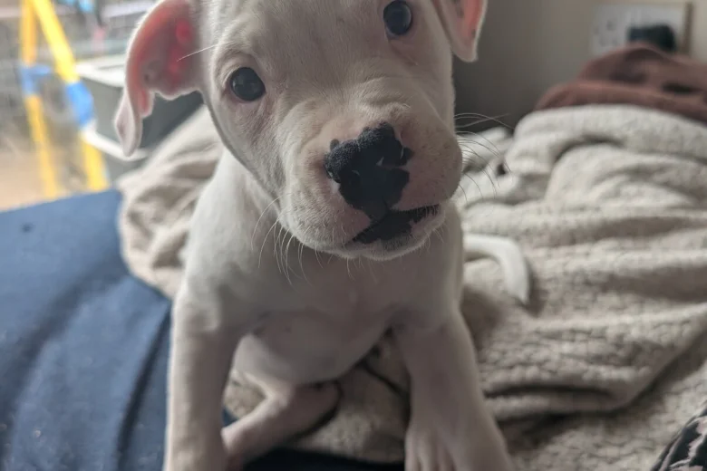 American Bulldog