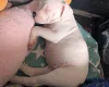 American Bulldog