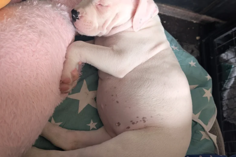 American Bulldog
