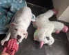 American Bulldog