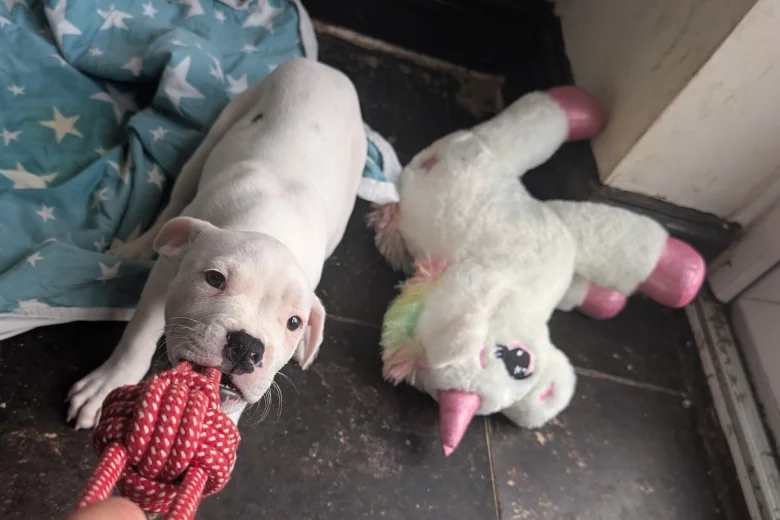 American Bulldog