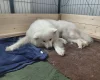 Samoyed