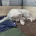 Samoyed