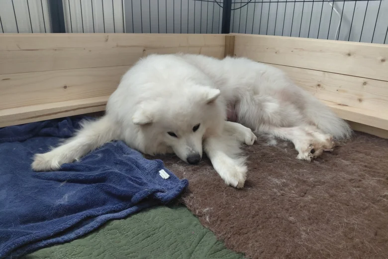 Samoyed