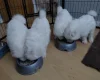 Samoyed