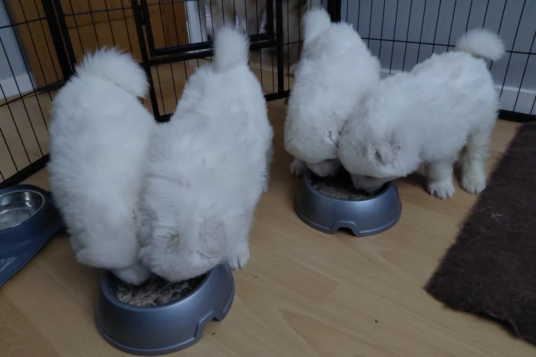 Samoyed