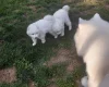 Samoyed
