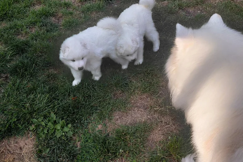 Samoyed