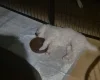 Samoyed