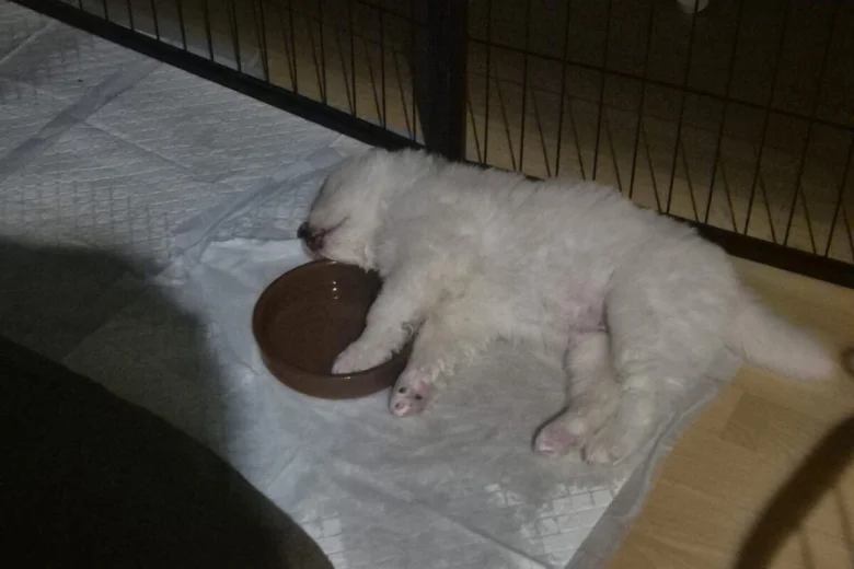 Samoyed