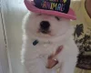 Samoyed