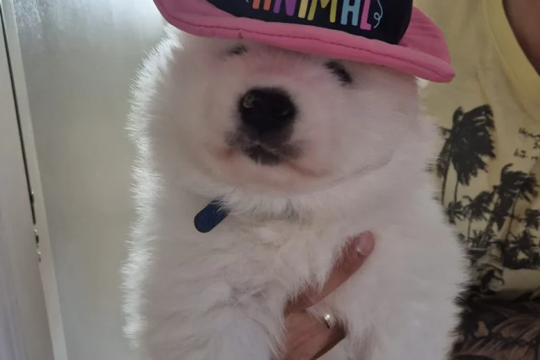 Samoyed
