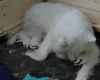 Samoyed