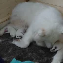 Samoyed
