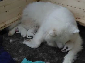 Samoyed