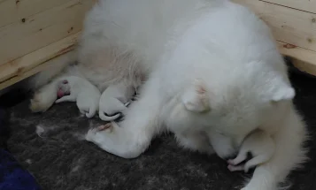 Samoyed