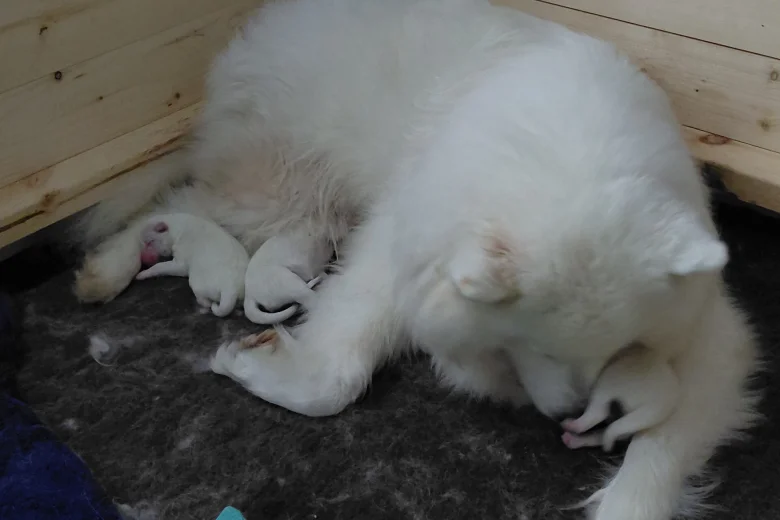Samoyed