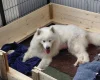 Samoyed