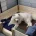 Samoyed